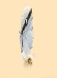 Gerion-revista De Historia Antigua