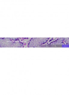 Frontiers In Dental Medicine